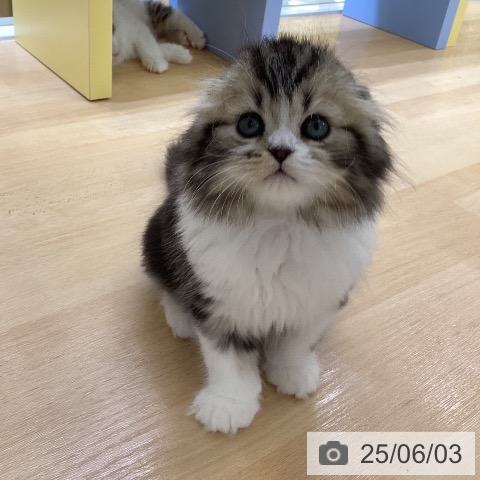 スコティッシュフォールドの写真