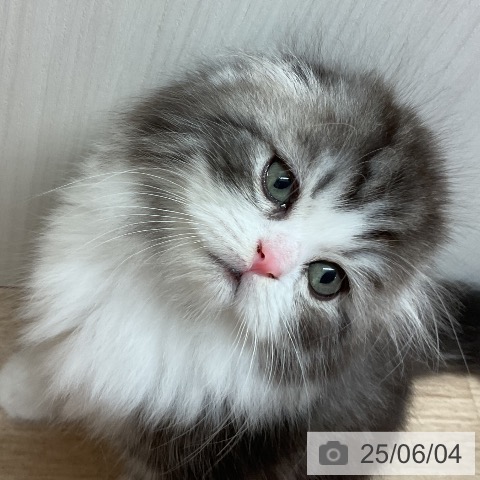 スコティッシュフォールドの写真
