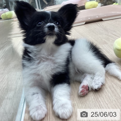 パピヨンの写真
