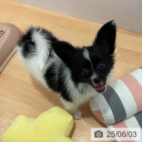 パピヨンの写真