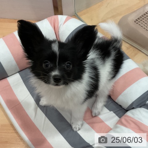 パピヨンの写真