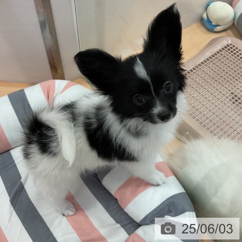 パピヨンの写真