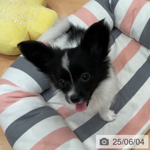 パピヨンの写真