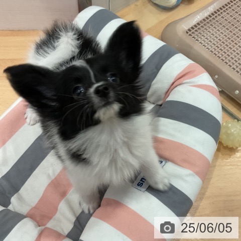 パピヨンの写真