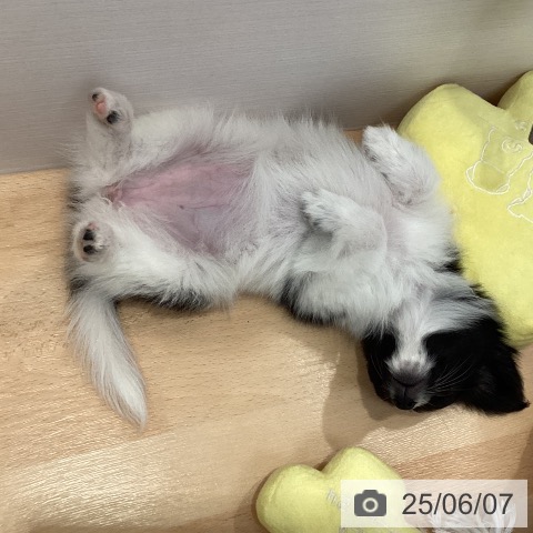 パピヨンの写真