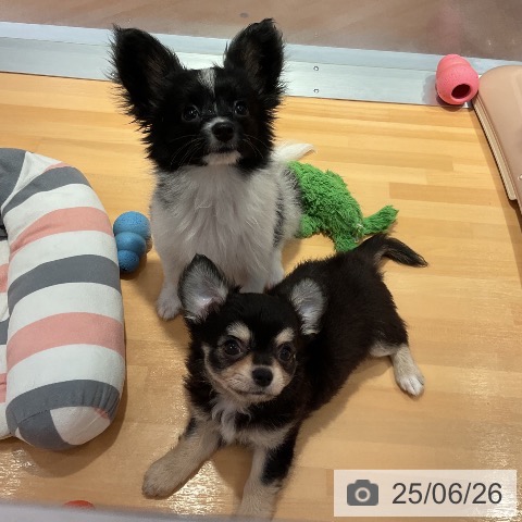 パピヨンの写真