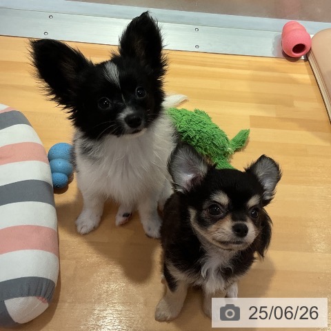 パピヨンの写真