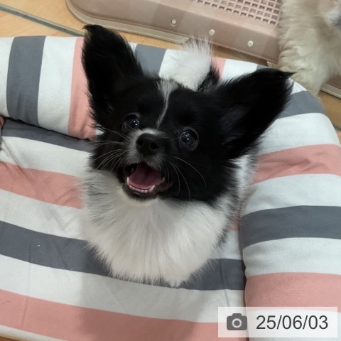 パピヨンの写真