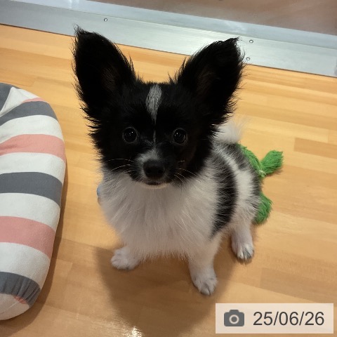 パピヨンの写真
