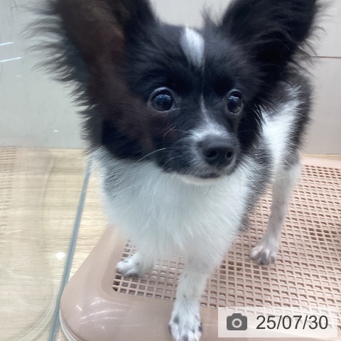 パピヨンの写真