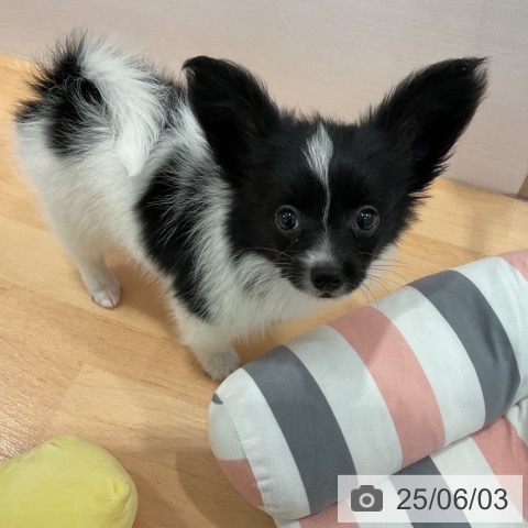 パピヨンの写真