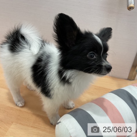 パピヨンの写真