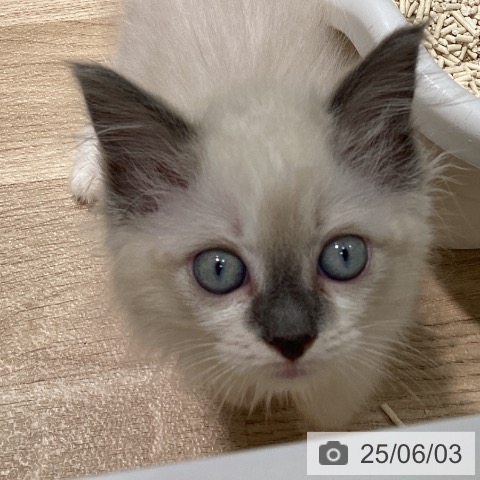ラグドールの写真