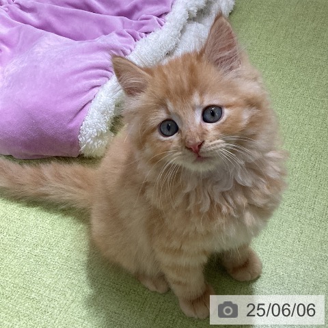 サイベリアンの写真