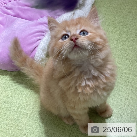 サイベリアンの写真