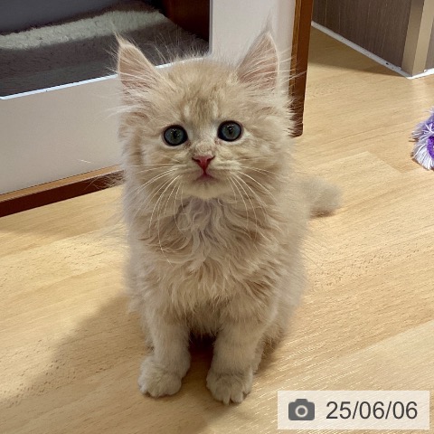 サイベリアンの写真