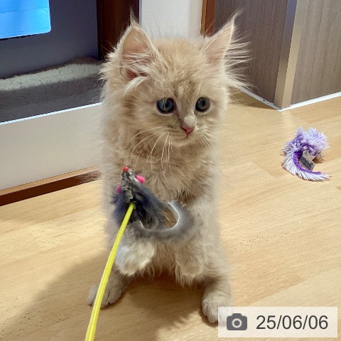 サイベリアンの写真