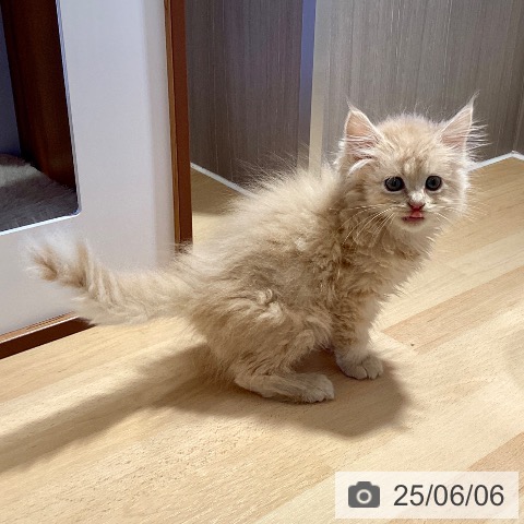 サイベリアンの写真