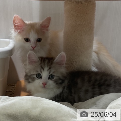 サイベリアンの写真