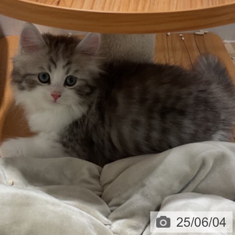 サイベリアンの写真