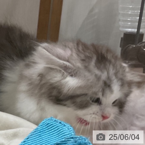 サイベリアンの写真