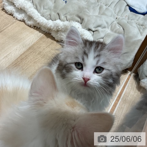 サイベリアンの写真