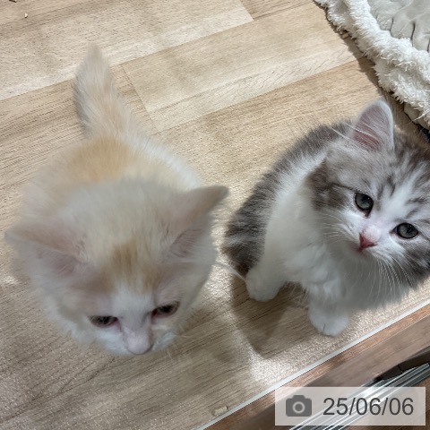 サイベリアンの写真