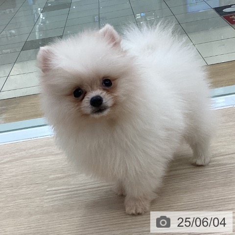 ポメラニアンの写真