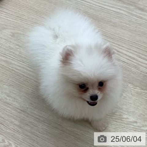 ポメラニアンの写真