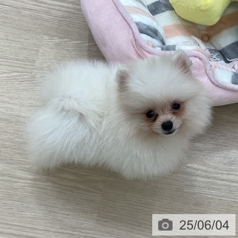 ポメラニアンの写真