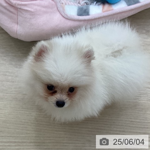 ポメラニアンの写真