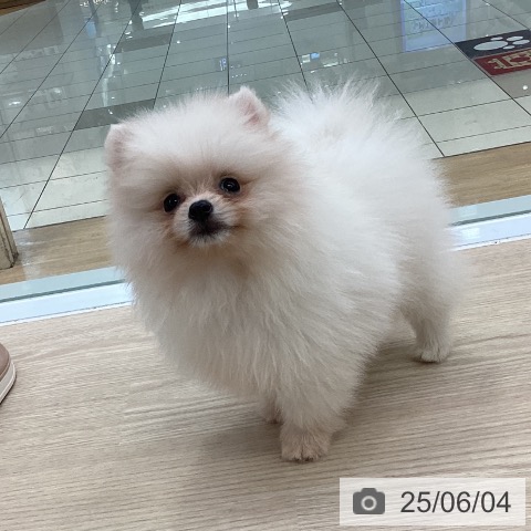 ポメラニアンの写真