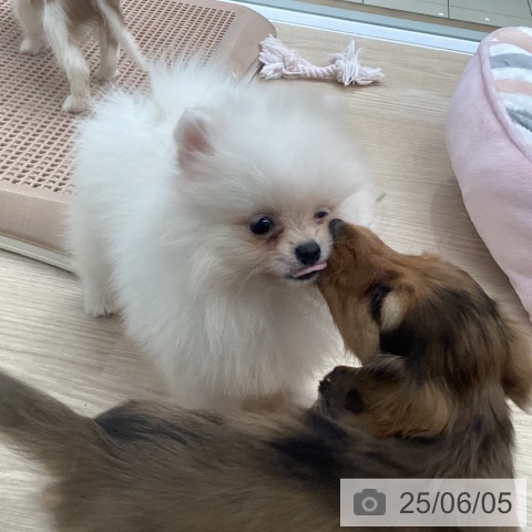 ポメラニアンの写真