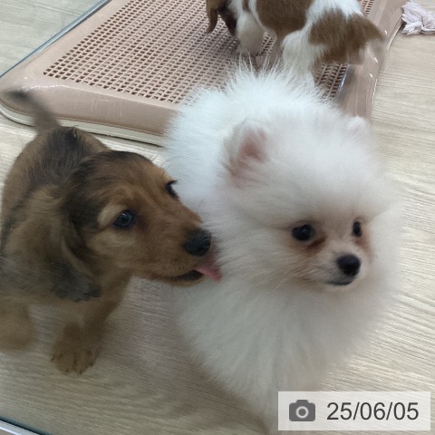 ポメラニアンの写真
