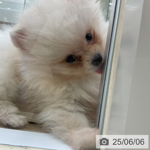 ポメラニアンの写真