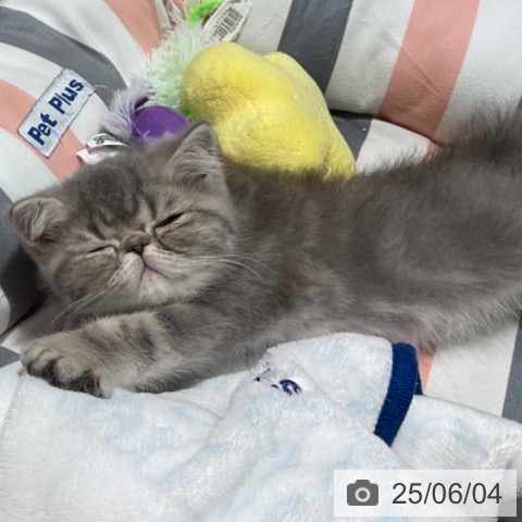 エキゾチックの写真