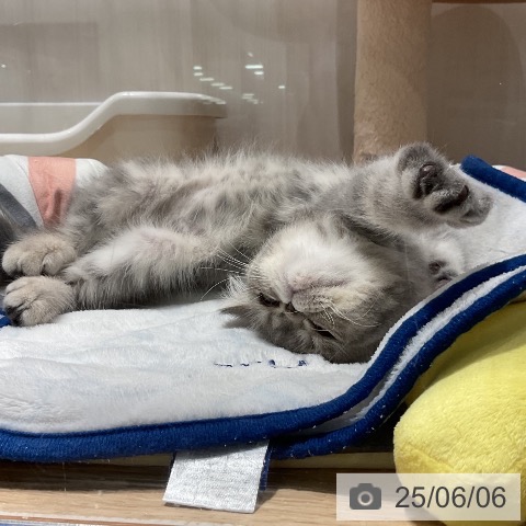 エキゾチックの写真