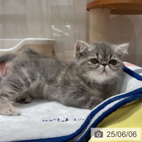 エキゾチックの写真