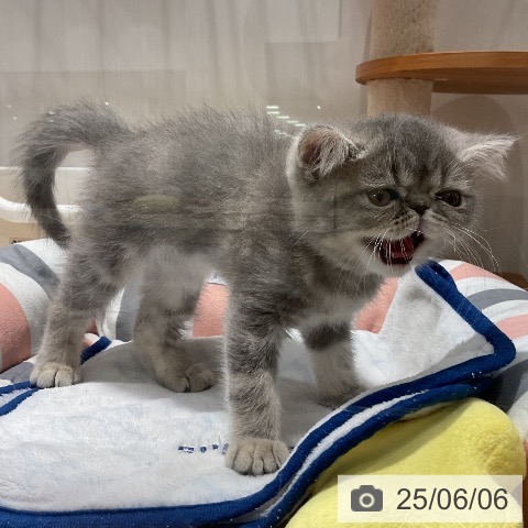エキゾチックの写真