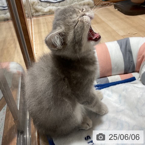 エキゾチックの写真