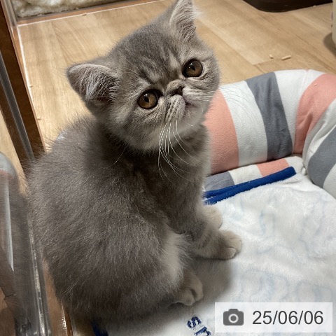 エキゾチックの写真
