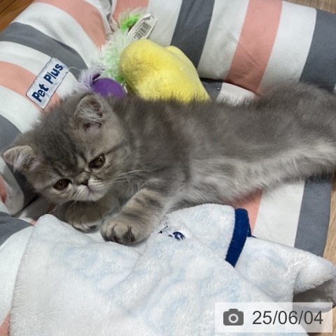 エキゾチックの写真