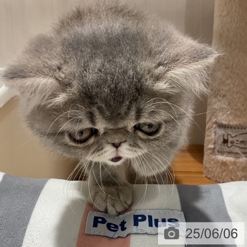 エキゾチックの写真