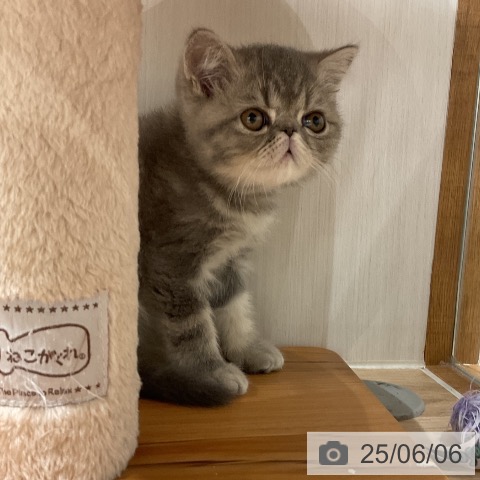 エキゾチックの写真