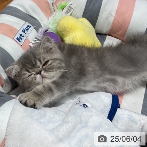 エキゾチックの写真