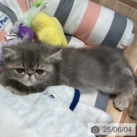 エキゾチックの写真