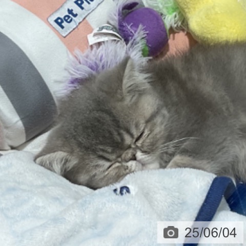 エキゾチックの写真