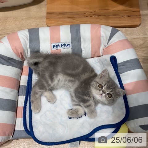 エキゾチックの写真