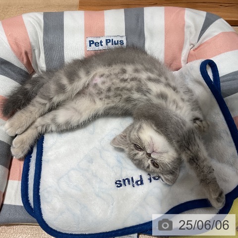 エキゾチックの写真