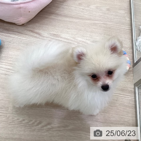 ポメラニアンの写真